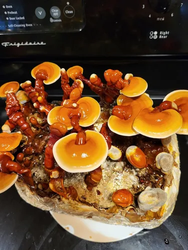 Vista 2 de Mushroom Man LLC, Kit de hongos Reishi - Kit de cultivo para interiores.