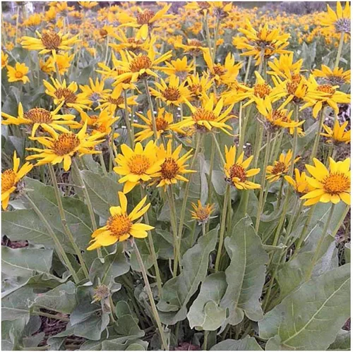 Vista 2 de Everwilde Farms - Semillas de flores silvestres nativas Arrowleaf Balsamroot de 1 onza - Gold Vault