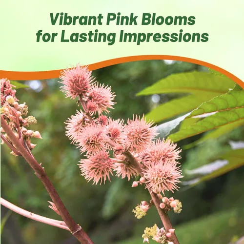 Vista 6 de Outsidepride Semillas de ricino rosa brillante, 15 semillas anuales de flores tropicales de crecimiento rápido para plantar follaje vibrante