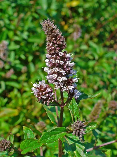 Vista 6 de UPC0764425786825 - Semillas de menta, hierba (Mentha x piperita) de Robsrareandgiantseeds UPC0764425786825 Sin OMG, orgánico, cultivador de EE. UU.