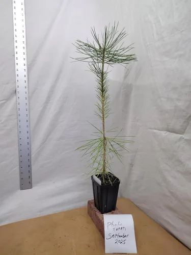Vista 4 de Pino negro japonés Árbol de 1 año en maceta de vivero. Pinus thunbergii. Pino Thunbergiana. Pino verde. Listo para paisaje o bonsái