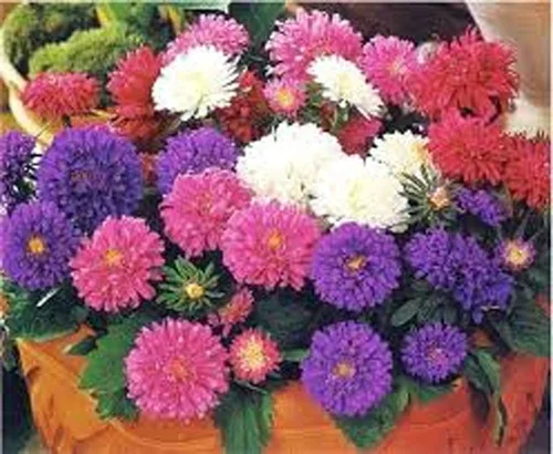 Vista 2 de Aster, arco iris, 100 semillas hermosas flores vívidas y brillantes