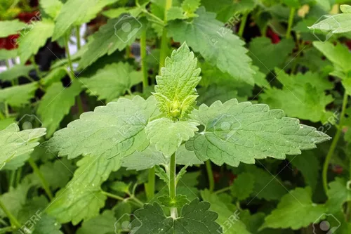 Vista 2 de Semillas de hierba gatera para cultivar Más de 150 semillas Los gatos se vuelven locos por esta hierba fácil de cultivar Cultivan
