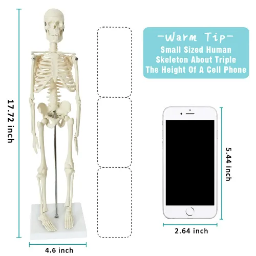 Vista 3 de EVOTECH SCIENTIFIC Modelos de cuerpo humano, esqueleto y corazón, el mejor modelo de anatomía, juego de 3 herramientas prácticas de estudio