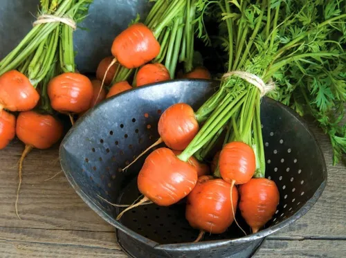 Vista 5 de Zanahoria dulce mercado de París redondo naranja herencia vegetal sin OMG para plantar