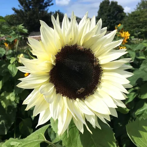 Vista 38 de Eden Brothers Semillas de girasol - Autumn Beauty