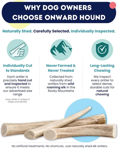 Vista 6 de Onward Hound - Cuernos de alce para perros, tamaño mediano entero de 6 pulgadas +, 1 paquete Sized for dogs 15–35 lb. Grade A, naturally shed in