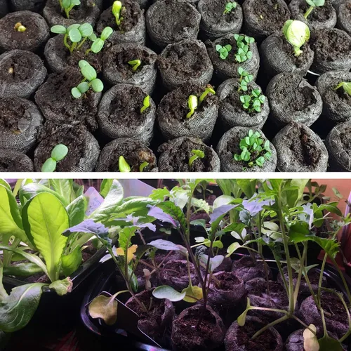Vista 6 de ZeeDix 55 cápsulas de iniciación de semillas de 1.181 in, pellets de turba comprimida, tierra de inicio de semillas para inicio de semillas, cultivo