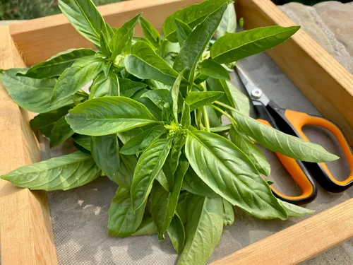 Vista 6 de Plant Good Seed Semillas de albahaca de hojas grandes italianas orgánicas para plantar: hierba culinaria, hojas verdes - Paquete de 200 semillas