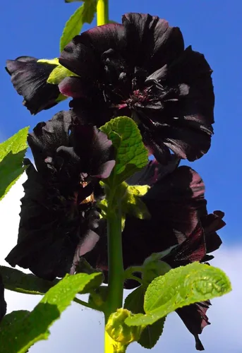 Vista 2 de Hollyhock Black Más de 30 semillas para plantar jardín de flores sin OMG