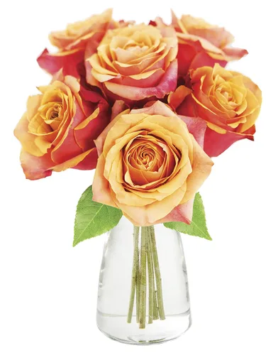 Vista 58 de KaBloom - Rosas arcoíris (media docena)- Flores frescas para cumpleaños, San Valentín y Día de la Madre