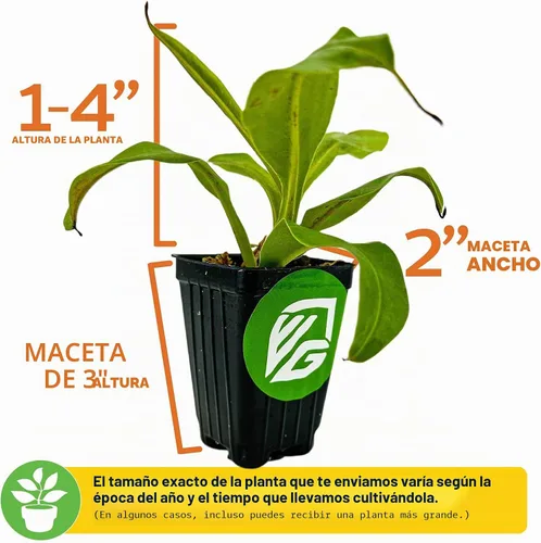 Vista 3 de Planta carnívora tropical Nepenthes Alata para jarrón, planta viva