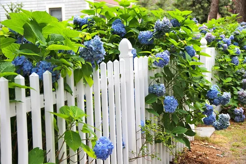 Vista 3 de Más de 100 semillas de hortensias mixtas para plantar Macrophylla Bola de nieve gigante Bonsái Hortensia Arbusto de rápido crecimiento