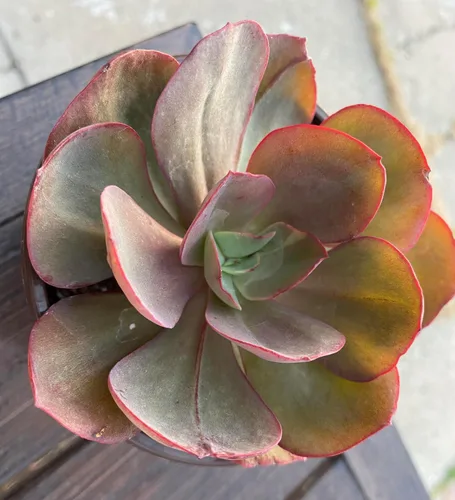 Vista 4 de Naturaleza Real Vivir Planta Suculenta de Echeveria Suyon
