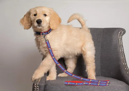 Vista 3 de Pets First Collegiate accesorios para mascotas, correa para perro, Correa para perro, S