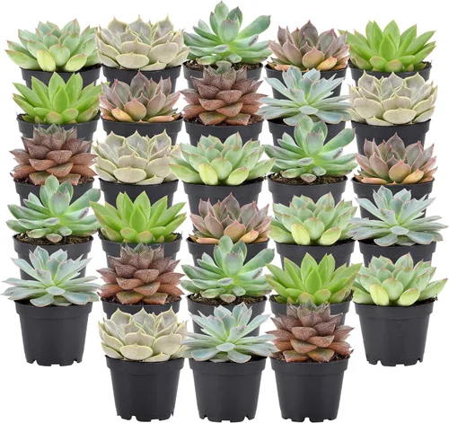 Vista 6 de Arcadia Garden Products Mini suculentas variadas en vivo en maceta de cultivo de 2 pulgadas, paquete de 12, verde (LV66). No se puede enviar a