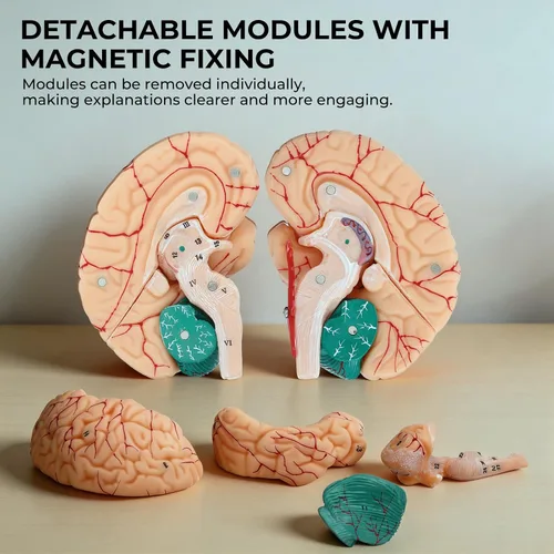 Vista 3 de Modelo de cerebro humano, modelo de anatomía cerebral magnética desmontable de tamaño natural de 8 partes, 32 estructuras cerebrales numeradas