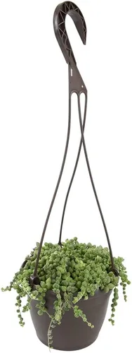 Vista 11 de Plantas para Mascotas - Suculentas de Orejas de Elefante Trepadoras, Plantas Colgantes Vivas, Plantas Suculentas para el Hogar, Maceta Colgante