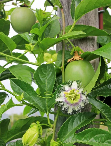 Vista 3 de Semillas de maracuyá 400 piezas de semillas de plantas de jardín para el hogar