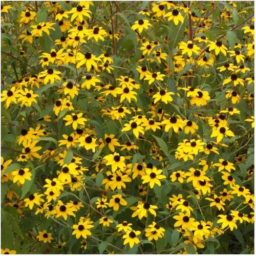 Vista 2 de Everwilde Farms - Semillas de flores silvestres nativas de Susan de ojos marrones de 1 onza - Gold Vault