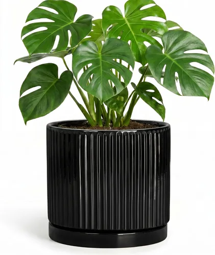 Vista 25 de 8 Inch Flower Pot, Ceramic Planters, Round Plant Pot, Beige