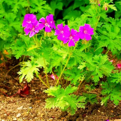 Vista 3 de Semillas de flores de geranio mixto Planta Perenne Floración Jardín Hogar - 20 piezas Semillas