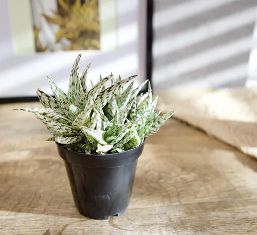 Vista 7 de Plantas suculentas de aloe vivo (paquete de 3), plantas suculentas viven en tierra para macetas, plantas suculentas en maceta, plantas vivas