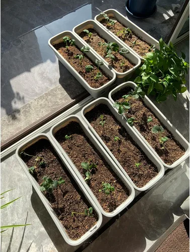 Vista 4 de 2300+ semillas de fresa perpetua Semillas de fresa de cuatro estaciones Semillas de fruta para plantar Semillas criollas no transgénicas para jardín