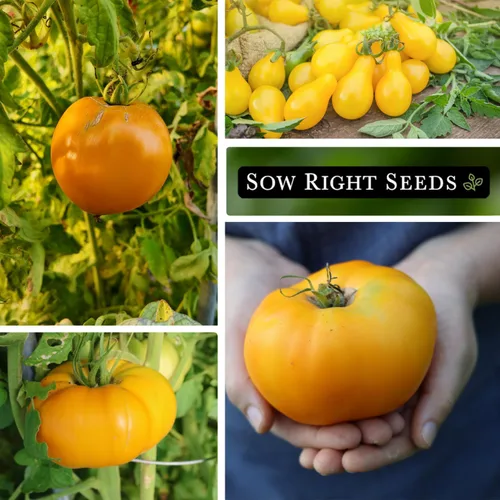 Vista 4 de Sow Right Seeds - Colección de semillas de tomate amarillo y naranja para plantar - Brandywine, Jubilee, Kellog's Breakfast, pera amarilla y cereza