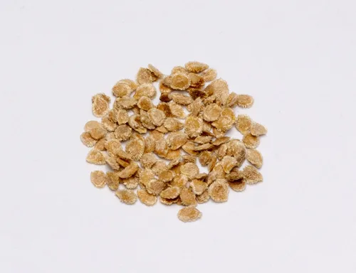Vista 2 de Floradel Semillas de tomate Solanum lycopersicum - Planta con confianza - Más de 125 semillas tradicionales sin OMG para cosechas abundantes