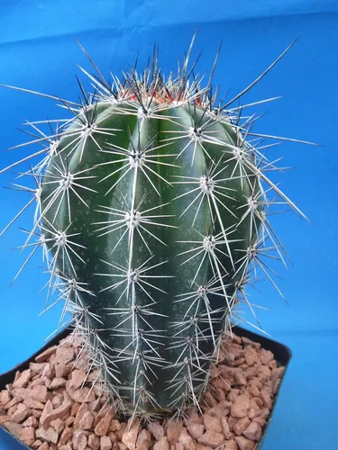 Vista 5 de Cactus Saguaro de 5 a 10 pulgadas de alto de 8 a 10 años (raíz desnuda)