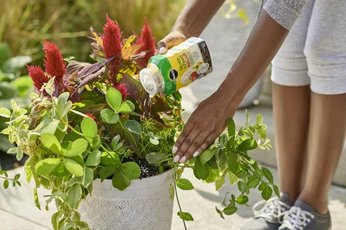 Vista 6 de Miracle-Gro Shake 'N Feed - Alimento vegetal multiusos, fertilizante para plantas, 1 libra (paquete de 6)