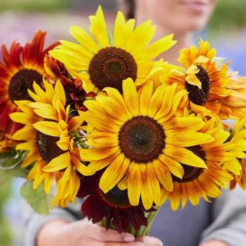 Vista 29 de Eden Brothers Semillas de girasol - Autumn Beauty