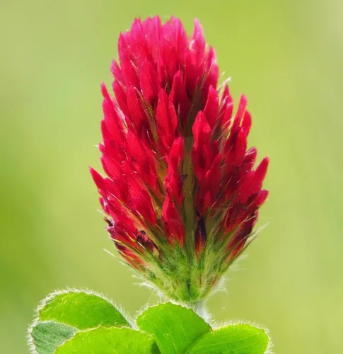 Vista 2 de TomorrowSeeds - Crimson Clover Seeds - 1 Pound - for 2025 Planting USA Garden Flower Italian Blood Red Clovers Winter Annual Cover Crop Non-GMO