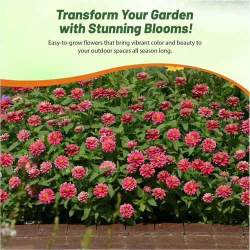 Vista 6 de Outsidepride - Zinnia, 100 semillas anuales, Marylandica Zahara Double Raspberry Ripple, flores para plantar, color frambuesa