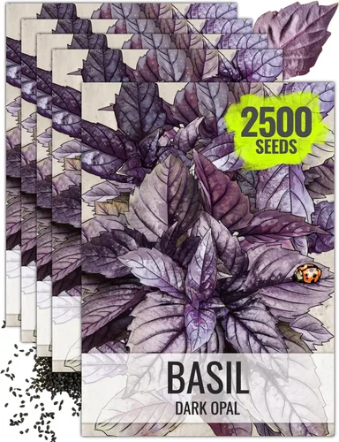 Vista 17 de Seed Needs Semillas de albahaca italiana para plantar hierbas tradicionales sin OMG, 1 paquete