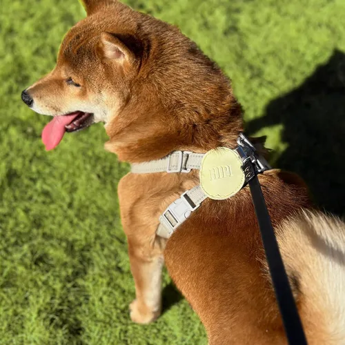 Vista 2 de Correa Larga de Entrenamiento para Perros Impermeable Línea Larga Resistente para Exteriores Correa de Llamada 10ft 15ft 20ft 30ft 50ft para Perros