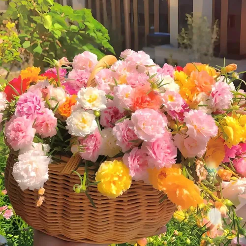 Vista 2 de 10000 semillas de rosa de musgo Portulaca para plantar, flores de color mixto de bajo mantenimiento, ideales para áreas cálidas y secas
