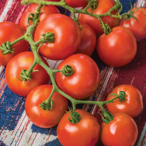 Vista 11 de Burpee 'Better Boy' - Semillas de tomate híbridas, gran variedad de tomate rojo en rodajas, 30 semillas de vegetales sin OMG para plantar, tomate