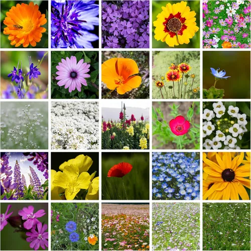 Vista 9 de Semillas de flores silvestres a granel - Mezcla de flores silvestres del medio oeste - 1 libra 640,000+ flores silvestres de la pradera - Semillas
