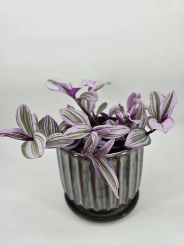 Vista 3 de Pink Wandering Jew Set of 1 Tradescantia Nanouk Live Plants Rooted in 4 inch Pot