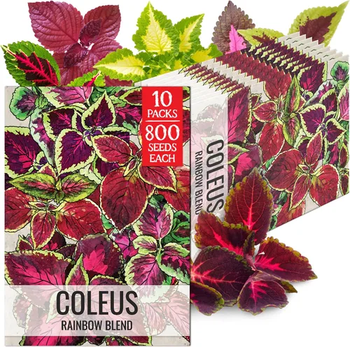 Vista 11 de Seed Needs - Semillas de cretonas, mezcla arcoíris (Coleus blumei), 2 paquetes de 800 semillas cada uno