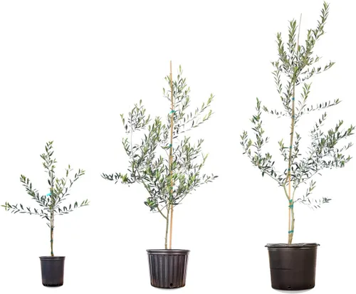 Vista 8 de Perfect Plants Planta viva de oliva arbequina, 2-3 pies, incluye guía de cuidado Self-pollinating and bears edible fruit the first year, zones