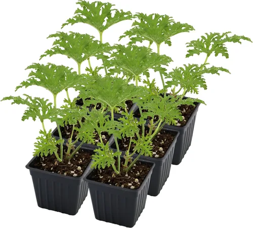 Vista 11 de Plantas vivas de geranio de citronela (paquete de 2); plantas en maceta perfumadas de citronela Pelargonium