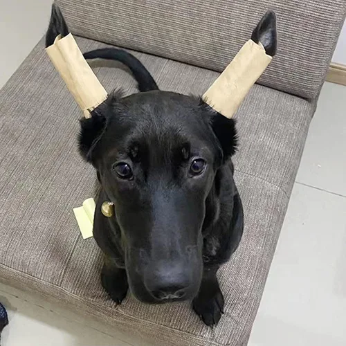 Vista 4 de 1 par de parches de soporte para orejas de perro, calcomanías de soporte para orejas de perro, herramienta de soporte para orejas de perro, soporte