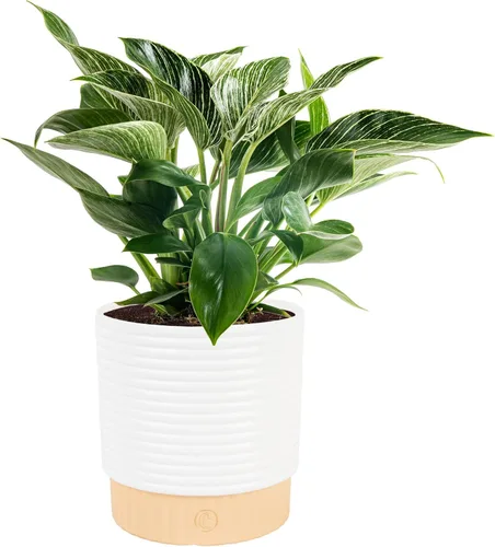 Vista 13 de Costa Farms - Planta interior, filodendro de hoja partida, monstera deliciosa Maceta decorativa