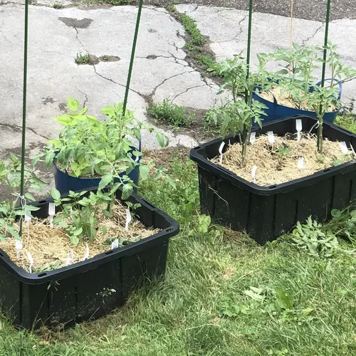 Vista 7 de Estacas para plantas de jardín de 24 pulgadas, 2 pies, soporte de palo de acero para plantas, paquete de 25 estacas de tomate para cultivar plantas