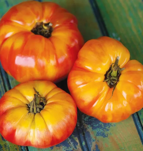 Vista 2 de Burpee 'Big Rainbow' Heirloom, Tomate Grande Beefsteak para Rebanar, 100 Semillas Sin OGM