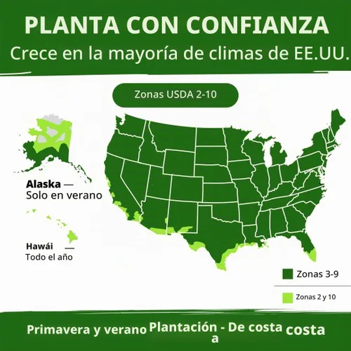 Vista 6 de HOME GROWN Semillas de Hollyhock de doble mezcla de Chater, 200 semillas