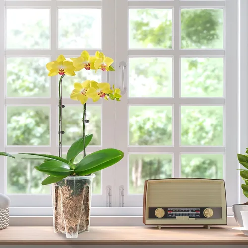 Vista 4 de Paquete de 12 macetas de orquídea, 3 de cada una de 3.9, 4.7, 5.5 y 6.3 pulgadas, macetas transparentes para orquídeas con agujeros